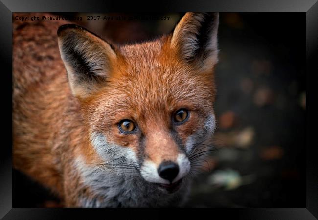 Wild Red Fox Looking At You Framed Print by rawshutterbug 