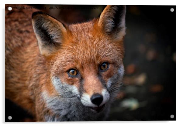 Wild Red Fox Looking At You Acrylic by rawshutterbug 