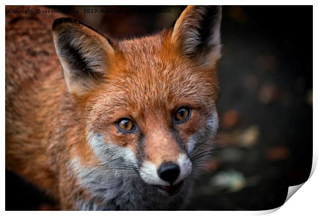 Wild Red Fox Looking At You Print by rawshutterbug 
