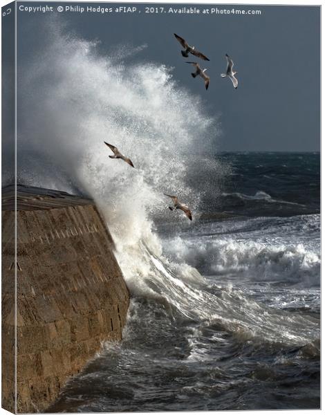 Storm and Seagulls Canvas Print by Philip Hodges aFIAP ,