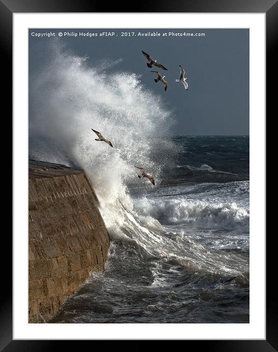 Storm and Seagulls Framed Mounted Print by Philip Hodges aFIAP ,