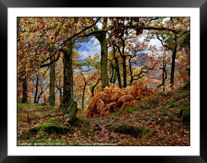 "Autumn Wood" Framed Mounted Print by ROS RIDLEY