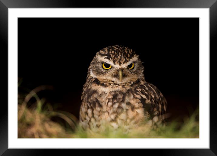 Owl Hide and Seek Framed Mounted Print by Marlane Clarke