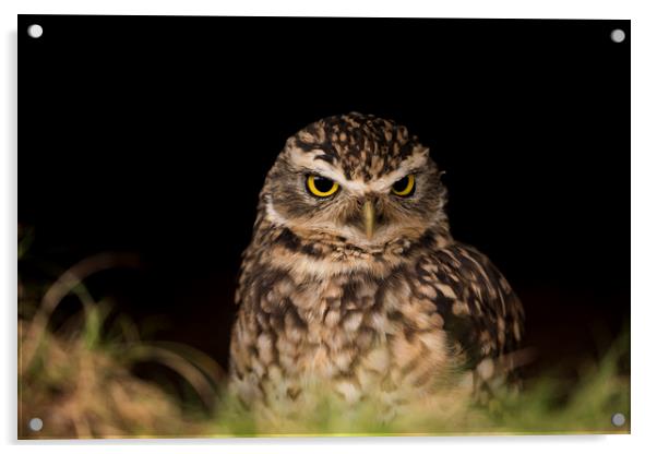 Owl Hide and Seek Acrylic by Marlane Clarke
