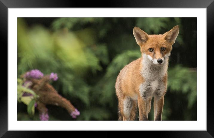 Young Fox Cub Framed Mounted Print by Maxine Grundy
