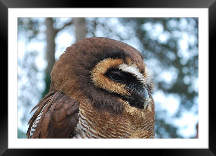 Sleepy Wood Owl Framed Mounted Print by Madeline Harris