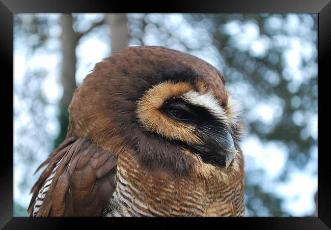 Sleepy Wood Owl Framed Print by Madeline Harris