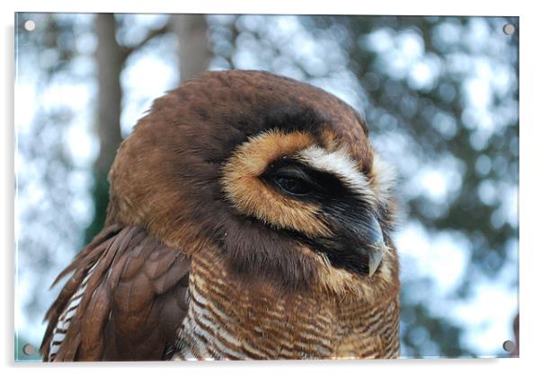 Sleepy Wood Owl Acrylic by Madeline Harris