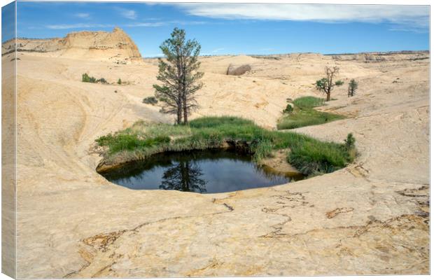 Oasis in Grand Staircase-Escalante National Monume Canvas Print by Luc Novovitch