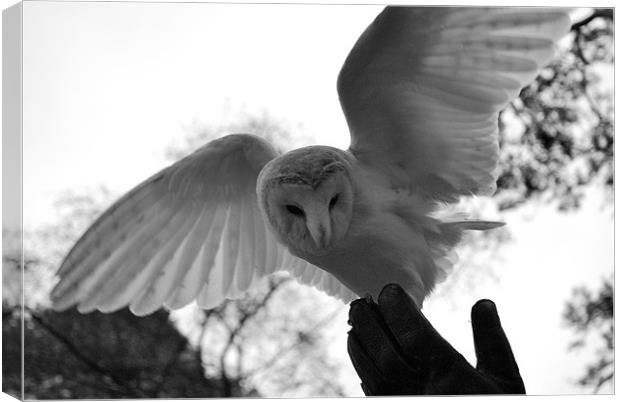 Barn owl landing on Falconers hand Canvas Print by Madeline Harris