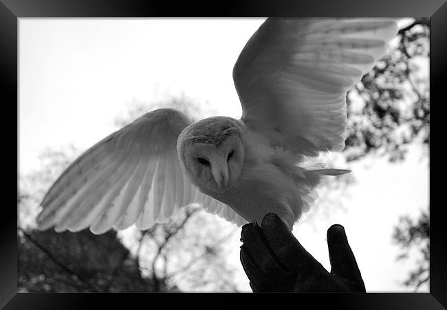 Barn owl landing on Falconers hand Framed Print by Madeline Harris