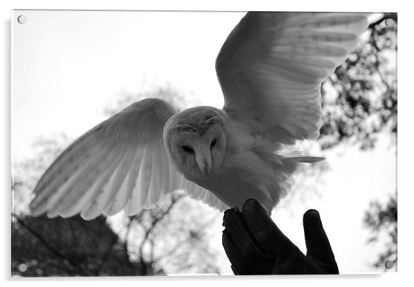 Barn owl landing on Falconers hand Acrylic by Madeline Harris