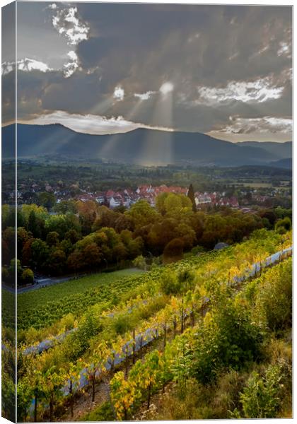 Alsace Vineyards before Sunset Canvas Print by Luc Novovitch
