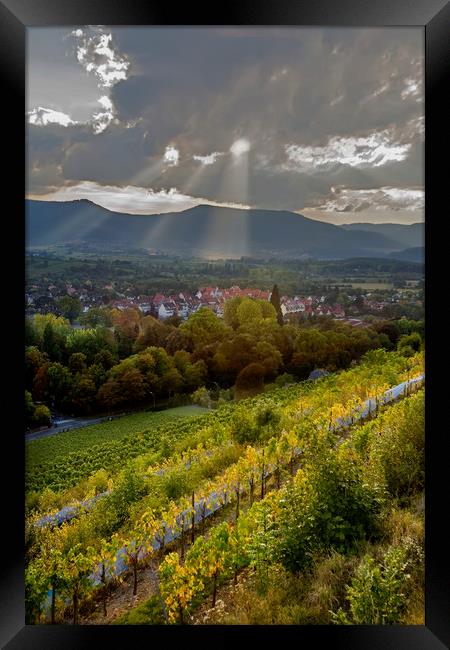 Alsace Vineyards before Sunset Framed Print by Luc Novovitch
