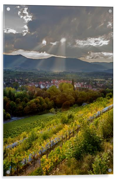 Alsace Vineyards before Sunset Acrylic by Luc Novovitch