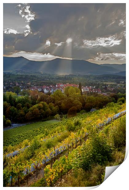 Alsace Vineyards before Sunset Print by Luc Novovitch