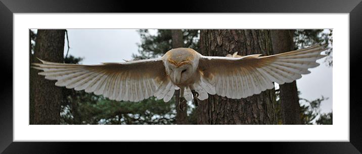Barn Owl Framed Mounted Print by Madeline Harris