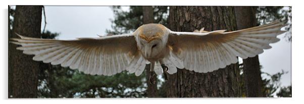 Barn Owl Acrylic by Madeline Harris