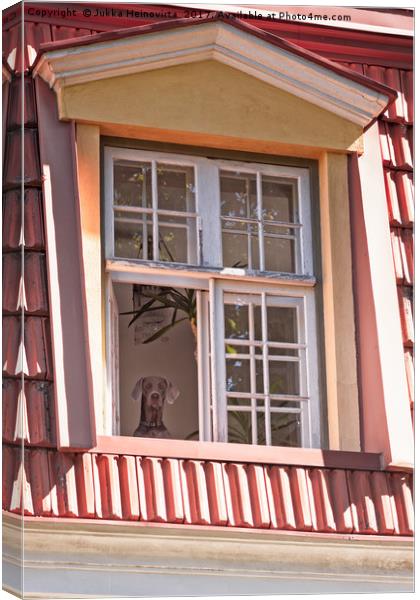 Dog Looking Out The Window Canvas Print by Jukka Heinovirta