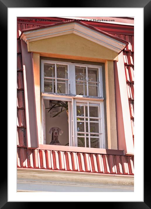 Dog Looking Out The Window Framed Mounted Print by Jukka Heinovirta