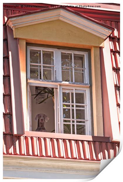 Dog Looking Out The Window Print by Jukka Heinovirta