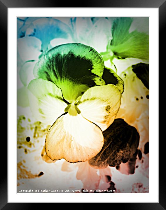 Rainbow Pansy Framed Mounted Print by Heather Goodwin