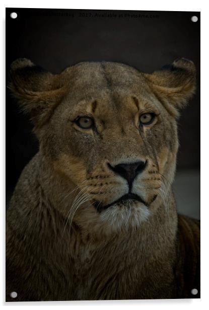 Lioness Portrait Acrylic by rawshutterbug 