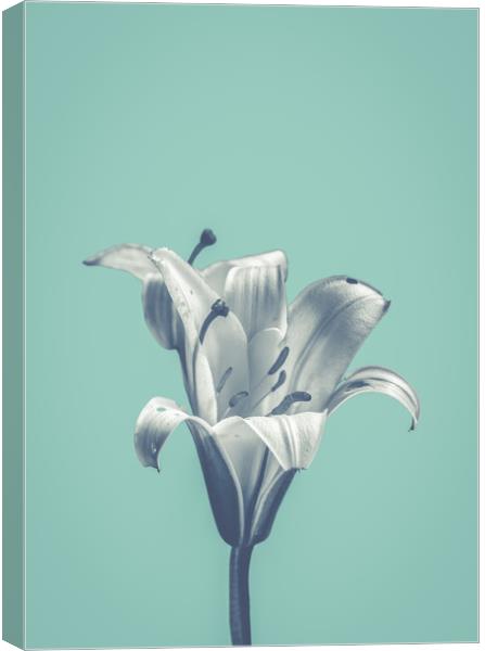 Flower On Blue Design Canvas Print by Mr Doomits