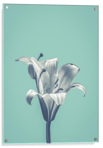 Flower On Blue Design Acrylic by Mr Doomits