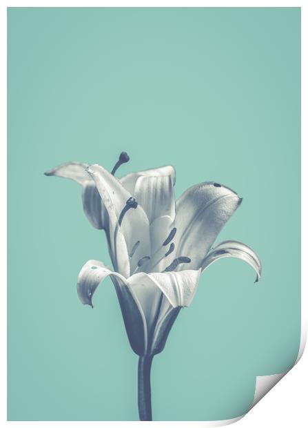 Flower On Blue Design Print by Mr Doomits