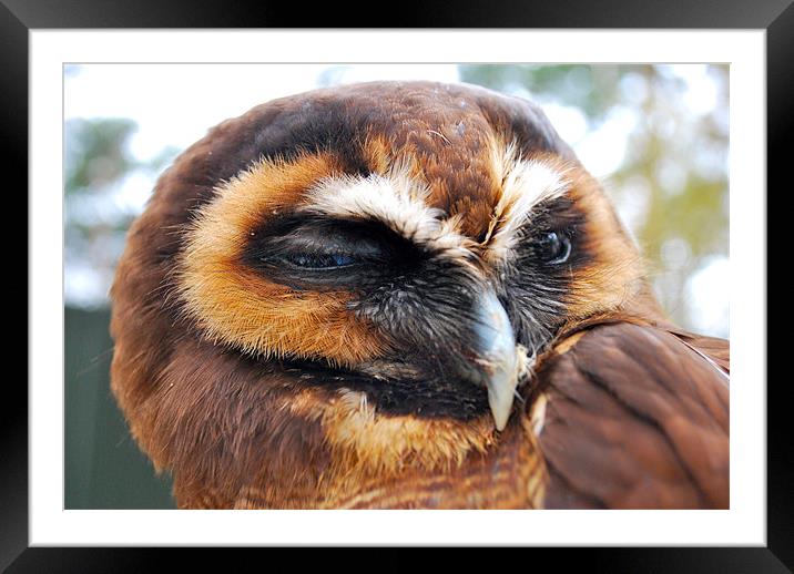 Sleepy Wood Owl Framed Mounted Print by Madeline Harris