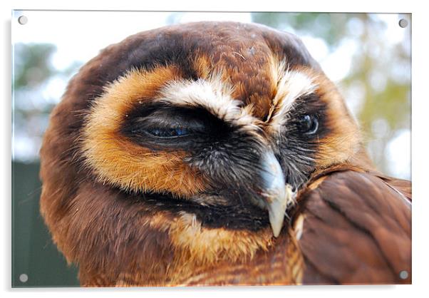 Sleepy Wood Owl Acrylic by Madeline Harris