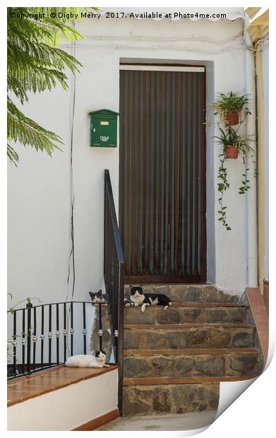 Doorstep cats Print by Digby Merry