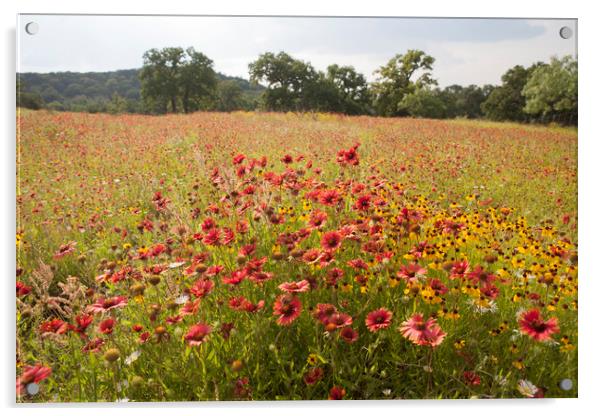 Texas Spring Wildflowers Acrylic by Luc Novovitch