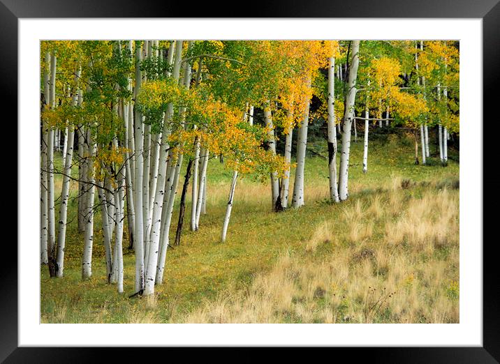 Aspen Trees in Autumn Framed Mounted Print by Luc Novovitch