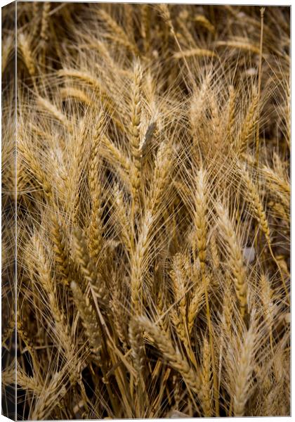 Arkansas Wheat Field Canvas Print by Luc Novovitch