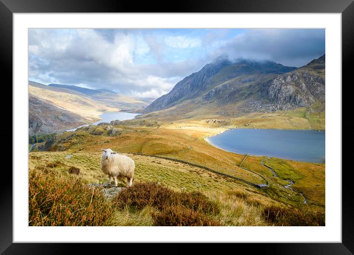 Lonely sheep in the Ogwen Valley Framed Mounted Print by Sebastien Greber