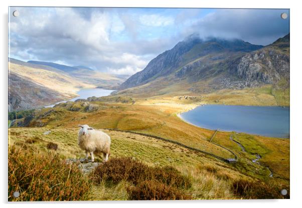 Lonely sheep in the Ogwen Valley Acrylic by Sebastien Greber