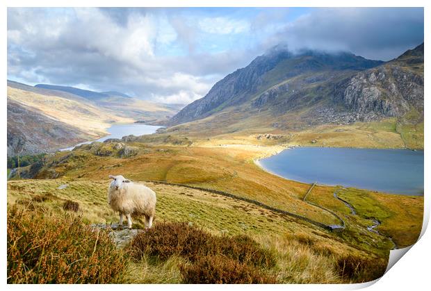 Lonely sheep in the Ogwen Valley Print by Sebastien Greber