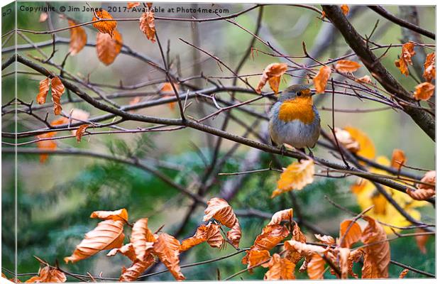 Robin Red Breast Canvas Print by Jim Jones