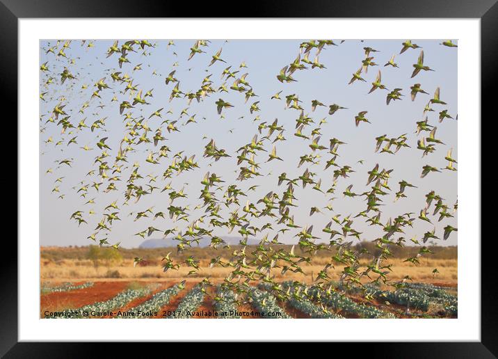 Budgerigars in the Spring Framed Mounted Print by Carole-Anne Fooks