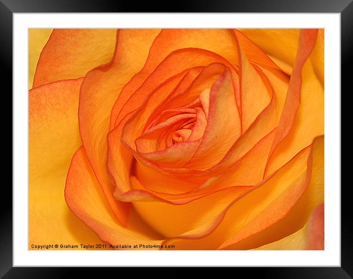 Orange Rose Framed Mounted Print by Graham Taylor
