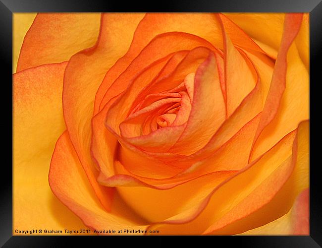 Orange Rose Framed Print by Graham Taylor