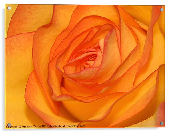 Orange Rose Acrylic by Graham Taylor