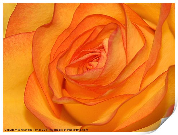 Orange Rose Print by Graham Taylor