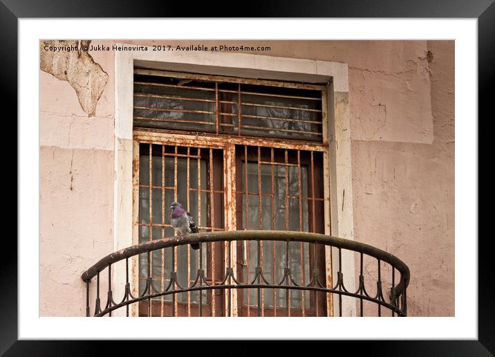 Pigeon Watching The Street Framed Mounted Print by Jukka Heinovirta