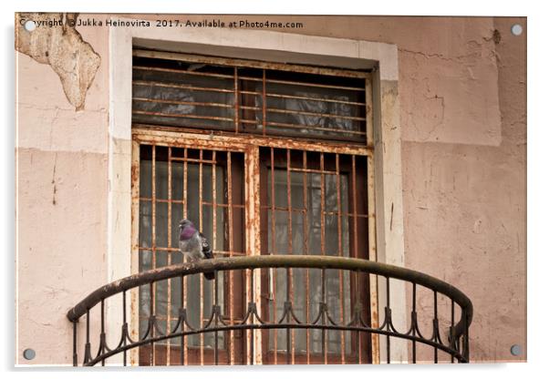 Pigeon Watching The Street Acrylic by Jukka Heinovirta