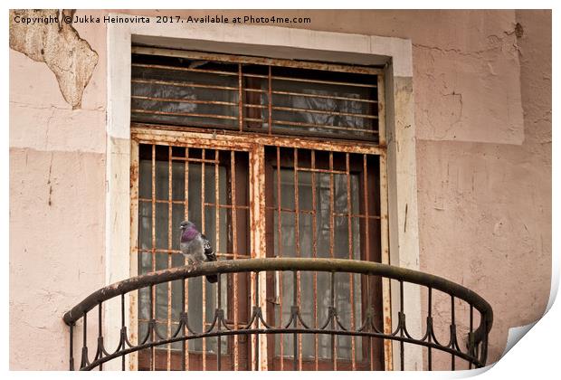 Pigeon Watching The Street Print by Jukka Heinovirta