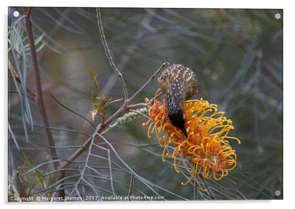 Honeyeater on golden grevillea  Acrylic by Margaret Stanton