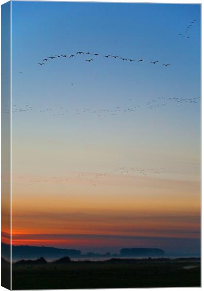 Pink Feet and Fog Canvas Print by John Edwards
